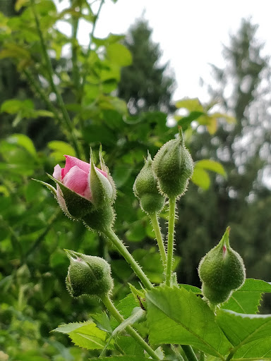 Park «Brookdale Park», reviews and photos, 473 Watchung Ave, Bloomfield, NJ 07003, USA