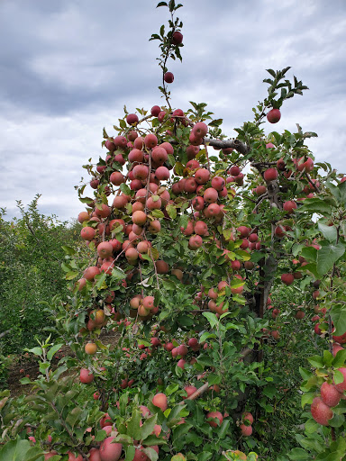 Geig's Orchard