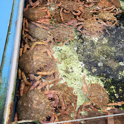 Photo n°20 de Les Viviers de la Saurine à Saint-Georges-d'Oléron ()