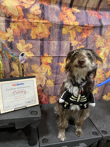 Pet Supply Store «PetSmart», reviews and photos, 7290 W Bell Rd, Glendale, AZ 85308, USA