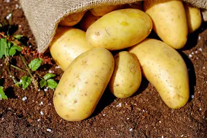 Nedato - potato wholesaler image