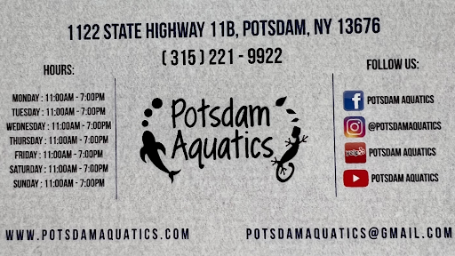Potsdam Aquatics