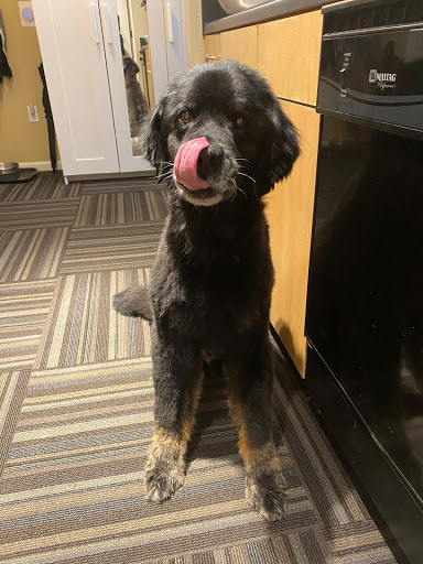 Pet Supply Store «PetSmart», reviews and photos, 4300 E Alameda Ave, Glendale, CO 80246, USA