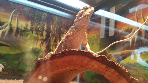 Pet Supply Store «Petland Discounts - Riverdale», reviews and photos, 5540 Broadway, Bronx, NY 10463, USA