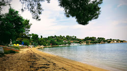 Tiamo beach'in fotoğrafı vahşi alan