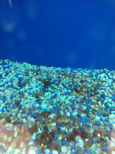 Pet Supply Store «PetSmart», reviews and photos, 24965 Pico Canyon Rd, Stevenson Ranch, CA 91381, USA