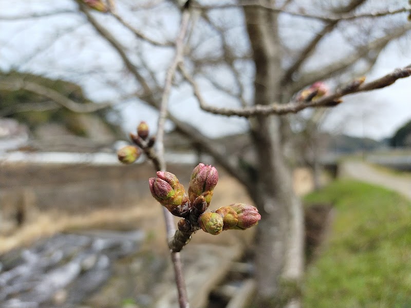 木山川の桜並木