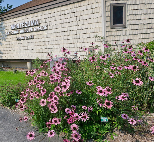 National Reserve «Montezuma National Wildlife Refuge», reviews and photos, 3395 US-20, Seneca Falls, NY 13148, USA