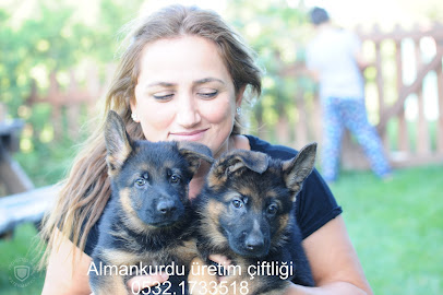 Labrador Almankurdu Hobi Köpek Çiftliği Çanakkale