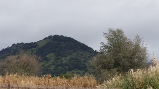 Tourist Attraction «Old Faithful Geyser of California», reviews and photos, 1299 Tubbs Ln, Calistoga, CA 94515, USA