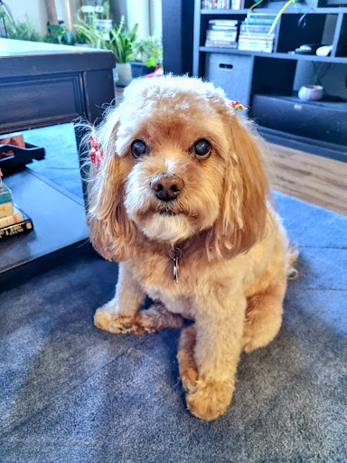 Pet Supply Store «PetSmart», reviews and photos, 3081 S 5600 W, Salt Lake City, UT 84120, USA