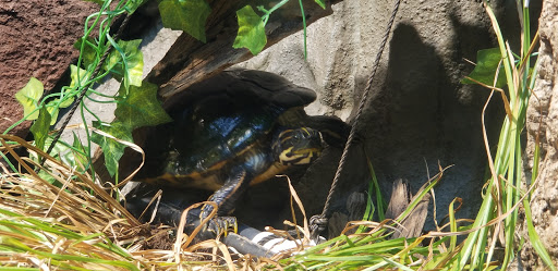 Amusement Park Ride «SkyView Atlanta», reviews and photos, 168 Luckie St NW, Atlanta, GA 30303, USA