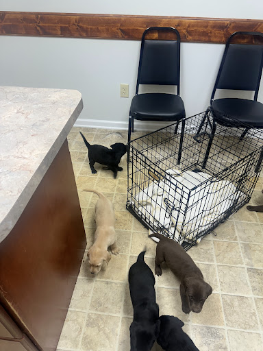 DeKalb Animal Clinic image