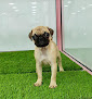 Best Pug Breeders Dubai Near You