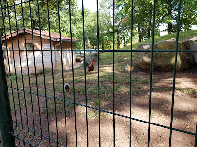 URODELES à Montbrison