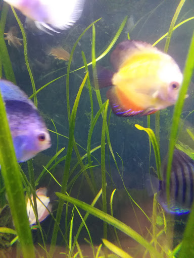 Pet Store «Olathe Pet Shop», reviews and photos, 16651 151st St, Olathe, KS 66062, USA