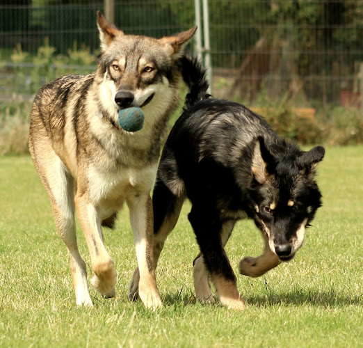 Shima Onida Northern Inuits and Timber Wolflike Dogs - Northampton