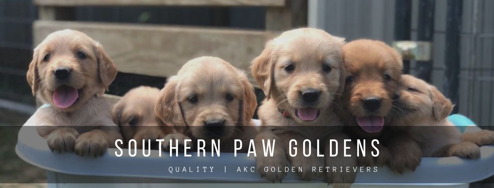 Southern Paw Goldens