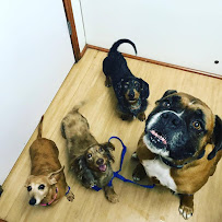 Carson Animal Hospital - Photo 4 - Car repair in Lafayette, LA, Lafayette