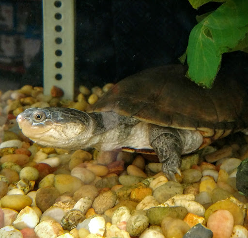 Pet Supply Store «Petco Animal Supplies», reviews and photos, 2520 E 3rd St, Bloomington, IN 47401, USA