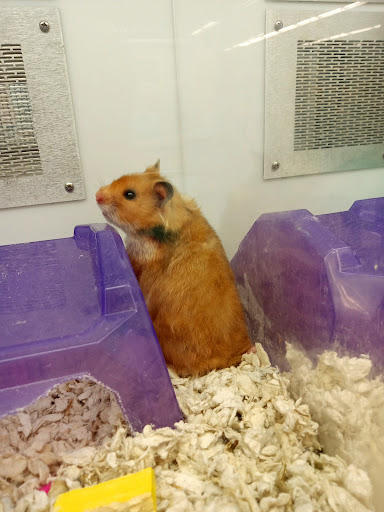 Pet Supply Store «Petco Animal Supplies», reviews and photos, 30697 US Hwy 19 N, Palm Harbor, FL 34684, USA