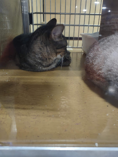 Pet Supply Store «PetSmart», reviews and photos, 104 TX-332, Lake Jackson, TX 77566, USA