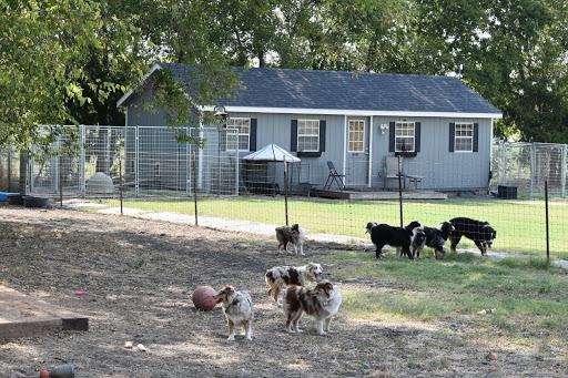 Keldrew Ranch Miniature & Toy Australian Shepherds