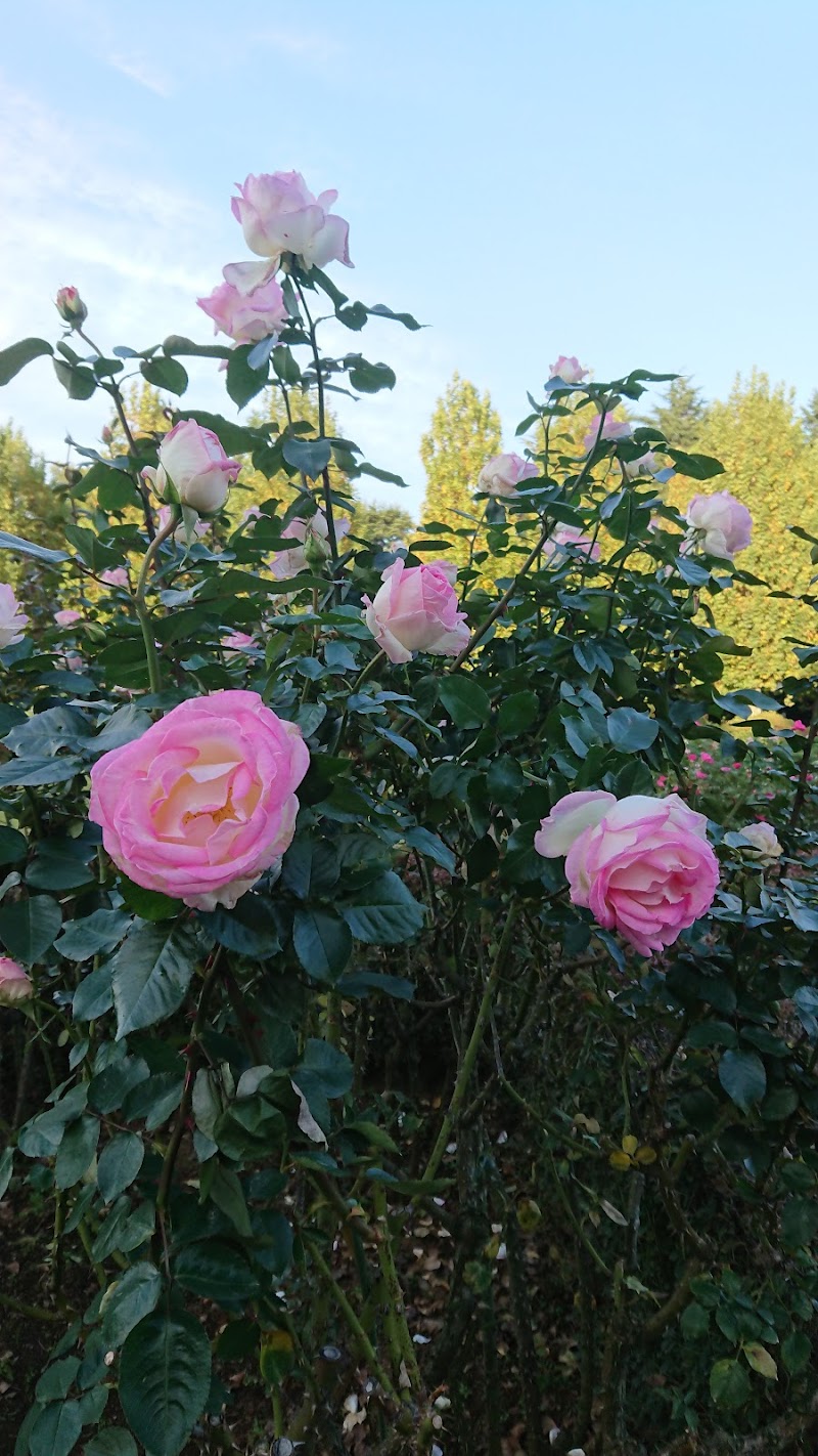 新宿御苑 大木戸門 東京都新宿区内藤町 グルコミ