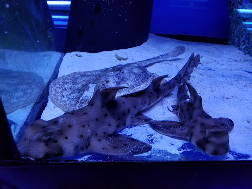 Pet Store «Tanks A Lot Aquariums», reviews and photos, 6680 Lantana Rd, Lake Worth, FL 33467, USA