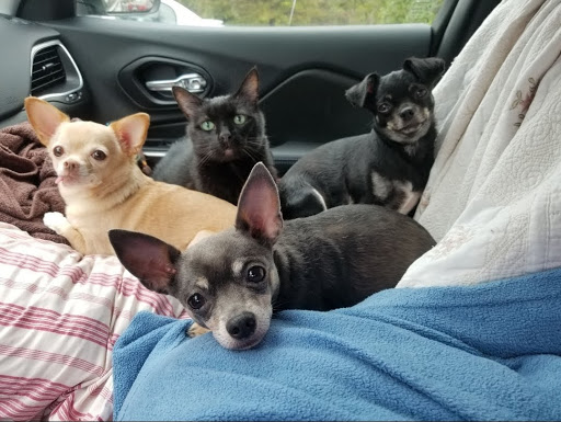 Pet Supply Store «PetSmart», reviews and photos, 30 Malphrus Rd, Bluffton, SC 29910, USA