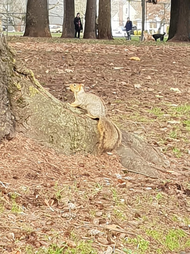 Park «Alberta Park», reviews and photos, 1905 NE Killingsworth St, Portland, OR 97211, USA