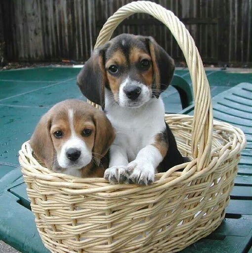 Shopping Mall «Church Lane Shopping Center», reviews and photos, 9930 York Rd, Cockeysville, MD 21030, USA