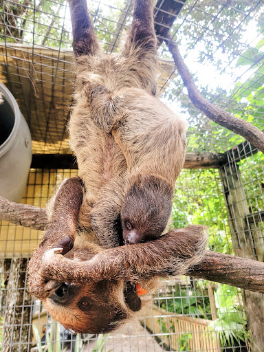Zoo «Zoological Wildlife Foundation», reviews and photos, 16225 SW 172nd Ave, Miami, FL 33187, USA
