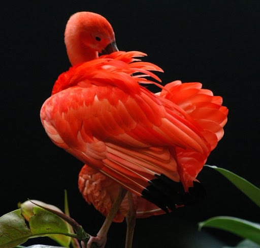 Zoo «Mesker Park Zoo», reviews and photos, 1545 Mesker Park Dr, Evansville, IN 47720, USA