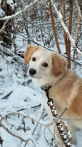 Shar-Jo's Pet Styling & In-Home Pet Sitting