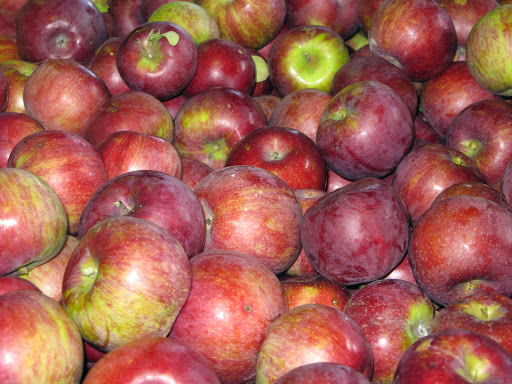 Orchard «Autumn Hills Orchard», reviews and photos, 495 Chicopee Row, Groton, MA 01450, USA