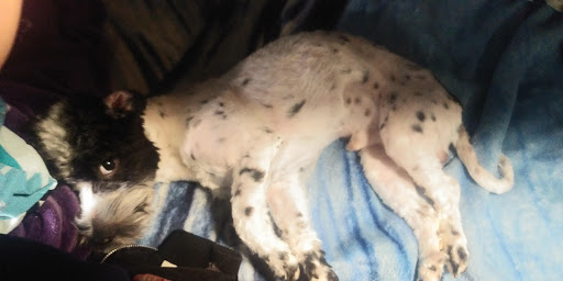 Pet Groomer «Happy Tails Pet Center», reviews and photos, 4370 SE King Rd Ste 260, Milwaukie, OR 97222, USA