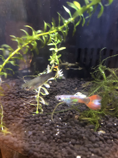 Pet Store «Fins Feathers Paws & Claws», reviews and photos, 436 Main St, Harleysville, PA 19438, USA