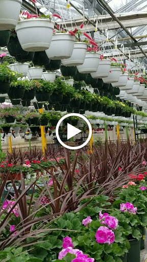 Florist «Dutch & Olgas Greenhouse», reviews and photos, 1285 NJ-36, Hazlet, NJ 07730, USA