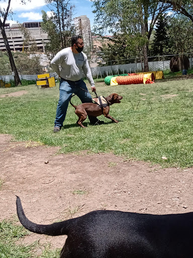 Entrenador de mascotas Naucalpan de Juárez