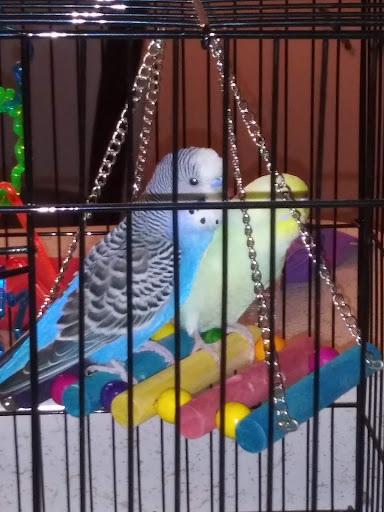 Pet Store «Forever Pets Inc», reviews and photos, 1030 Basse Rd, San Antonio, TX 78212, USA