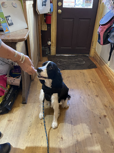 Pet Supply Store «The Pet Boutique of Vail», reviews and photos, 182 Gore Creek Dr, Vail, CO 81657, USA