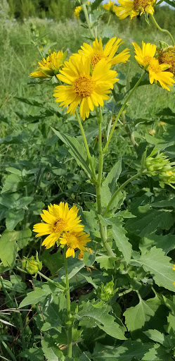 Park «McPherson Park», reviews and photos, 240 W McDonwell School Rd, Colleyville, TX 76034, USA