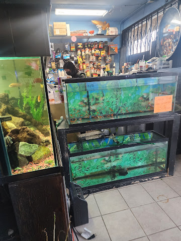 Three Little Fish by null