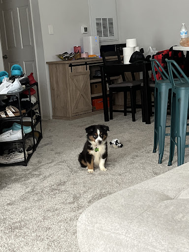 Blue Sky Puppies Orlando