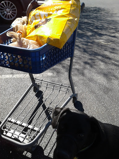 Pet Supply Store «PetSmart», reviews and photos, 5226 S College Rd, Wilmington, NC 28412, USA