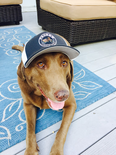 Bicycle Store «Pedego Electric Bikes of Spring Lake», reviews and photos, 217 Jersey Ave, Spring Lake, NJ 07762, USA