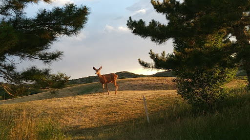 Golf Course «Red Hawk Ridge Golf Course», reviews and photos, 2156 Red Hawk Ridge Dr, Castle Rock, CO 80109, USA