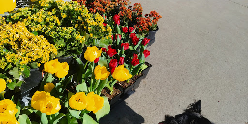 Home Improvement Store «The Home Depot», reviews and photos, 600 Placerville Dr, Placerville, CA 95667, USA