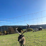 Photo n°8 de l'avis de TheNevermind456. fait le 02/11/2022 à 17:27 sur le  Berghotel Maibrunn à Sankt Englmar